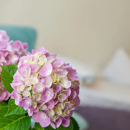 德尔慕斯酒店集团 - 佩莎赫德尔慕斯酒店 4*